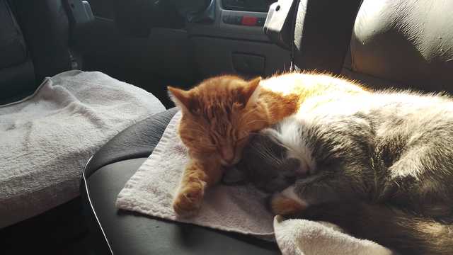 Peluquero/a