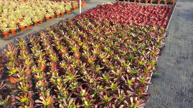 Live Succulent Sales Host