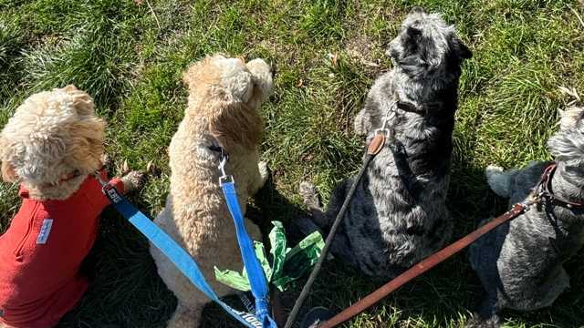 Dog Transport Driver / Dog Walker