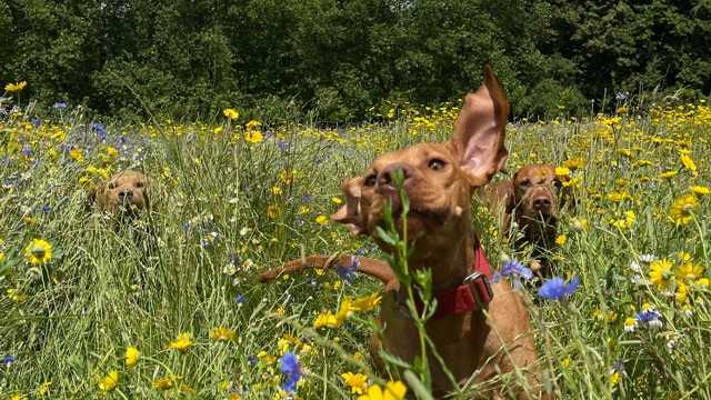 Customer Service Manager