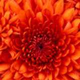 Angela M. avatar icon