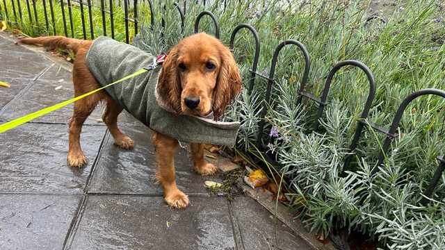 Adiestrador canino