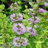 poliol M. avatar icon