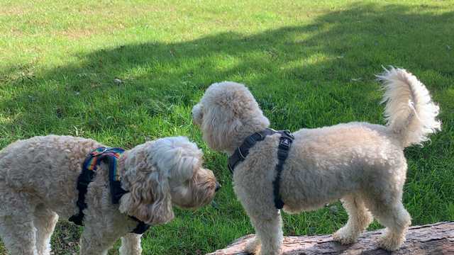 Doggy daycare assistant and house sitter