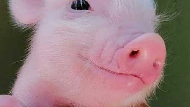 Ayudante de ganadería