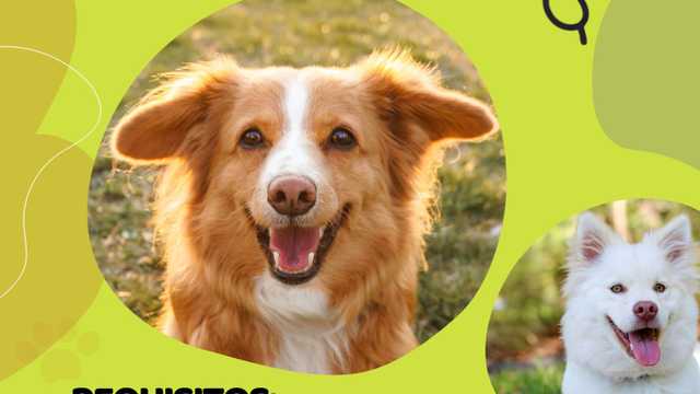Peluquero/a canino