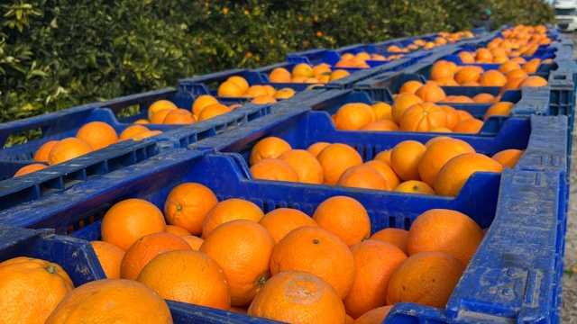 Vigilante de Seguridad