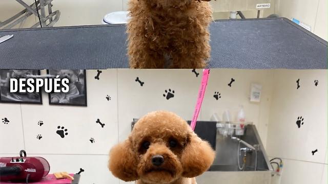 Peluquero/a canino/a