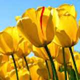 Indira T. avatar icon