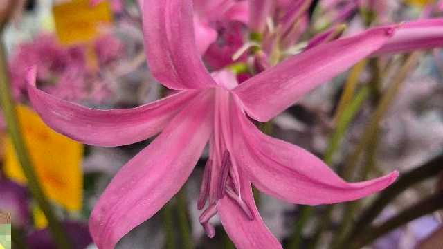 Ayudante/a de Florista