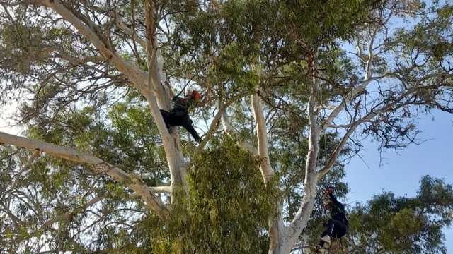 Peón de podador en Altura