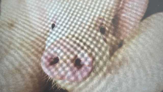 Operario en granja porcina