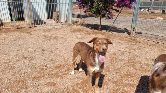 Cuidadora de animales