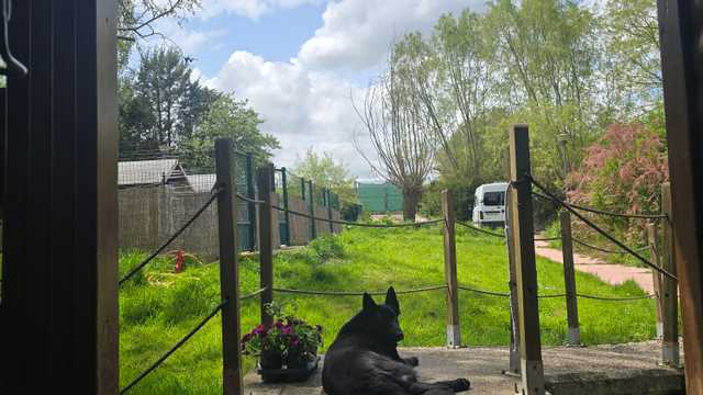 Cuidador canino