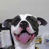 Pete Diggler avatar icon
