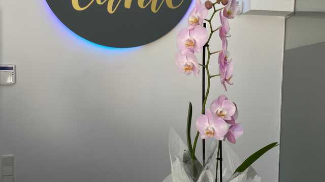 Auxiliar dental
