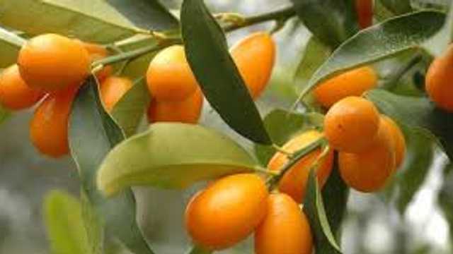 RECOLECTORA DE FRUTA