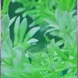 Raquel .. avatar icon