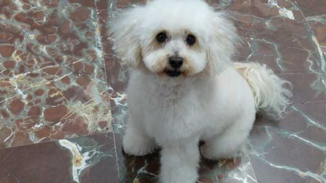 Peluquero/a canina