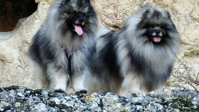 Veterinario/a