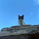 Alejandro J. avatar icon