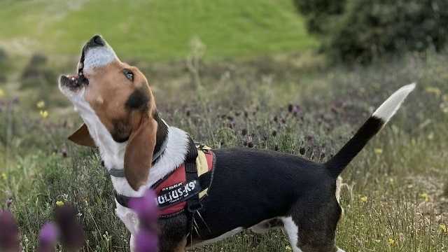 Mantenimiento y Cuidado de Animales