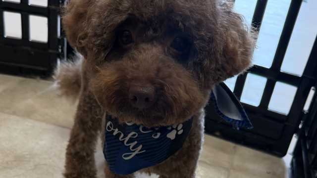 Pet Stylist / Dog Groomer