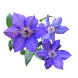 Clematis Home Care logo