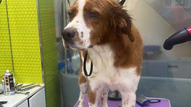 PELUQUERO/A CANINA