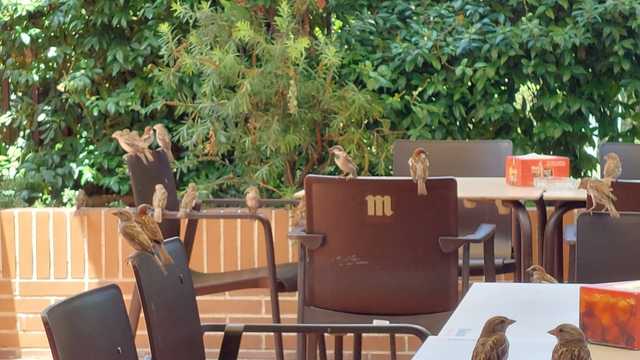 Ayudante/a de Cocinero/a