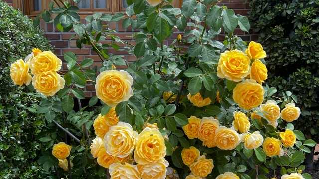 Jardinero peon