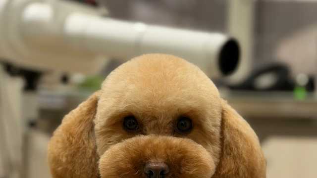 Professional dog groomer