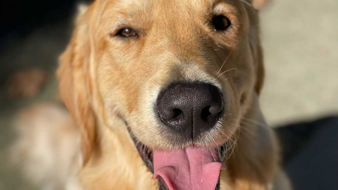 Everypawdy cover image