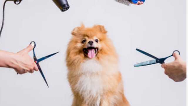 Peluquero/a canino