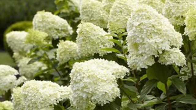 Landscape Gardener