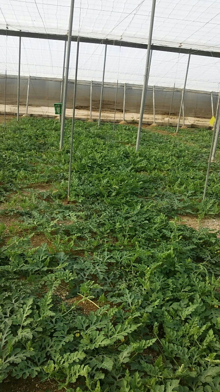 Sheila Z. avatar icon