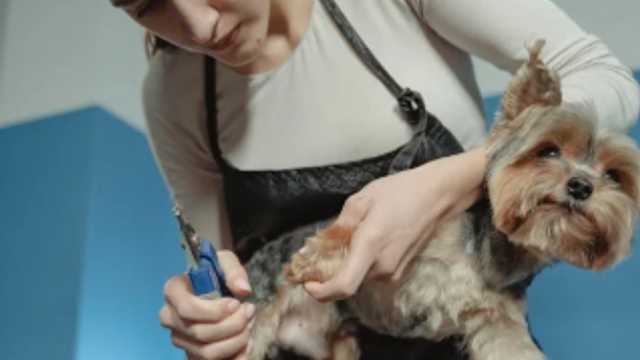 Auxiliar peluqueria canina