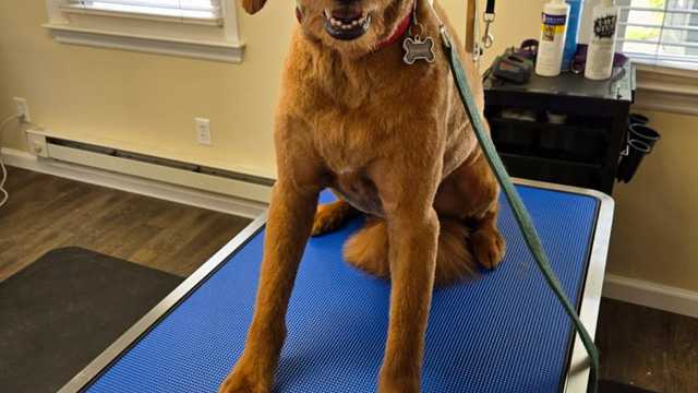 Looking for a Dog Groomer and  A Dog Bather !