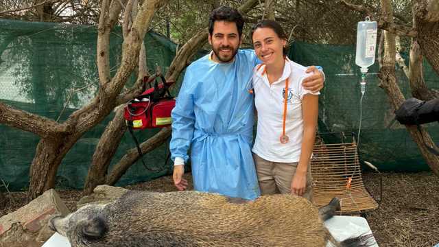 Veterinario/a