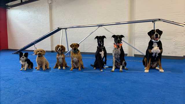 Experienced Dog Trainer for a Dog School/Enrichment Program