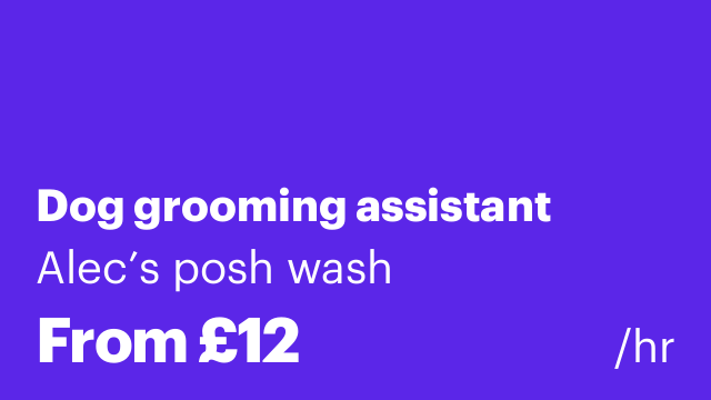 Dog grooming assistant