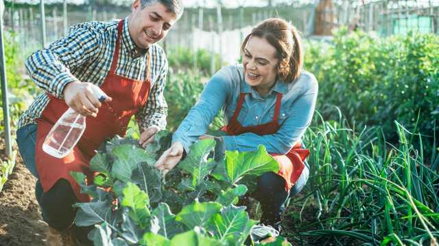 Peón Agrícola - (Individual o Familia)