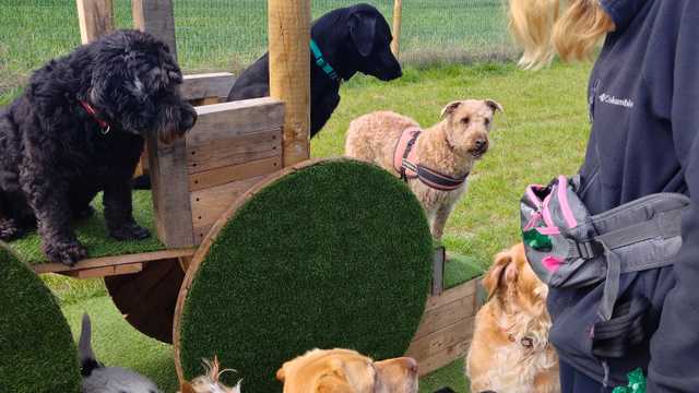 Dog Walker