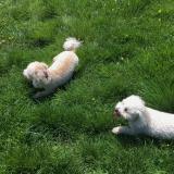 Chislehurst Dog W. avatar icon