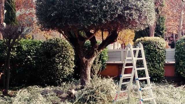 Ayudante/a de Jardinería