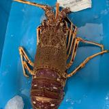 Santiago G. avatar icon