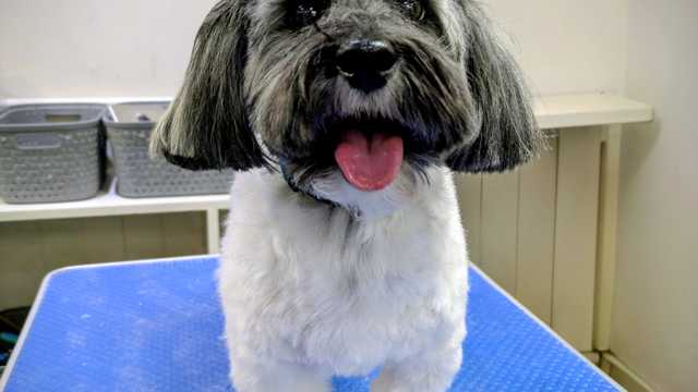 Dog Stylist / Groomer