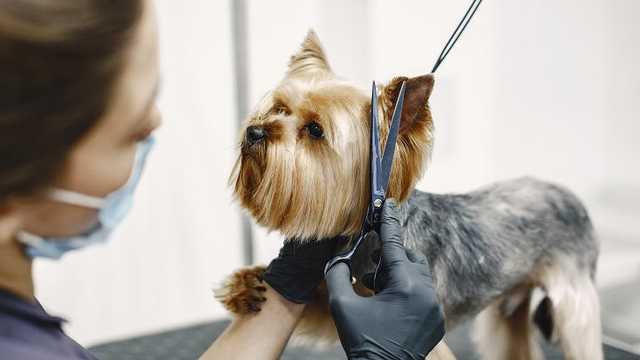 Peluquera canina