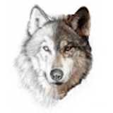 Marco H. avatar icon