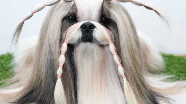 Auxiliar peluquería canina